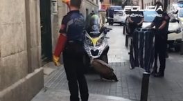 La Policía rescata un buitre desorientado y agotado en pleno centro de Madrid