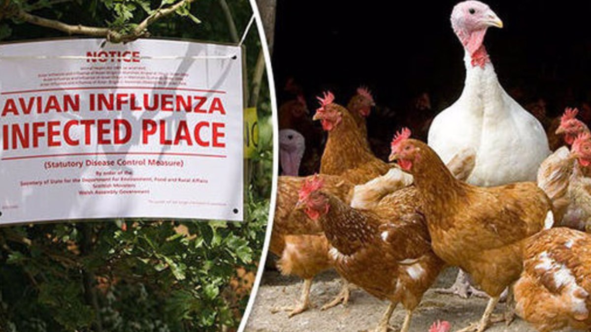 La Junta de Extremadura confirma un caso del virus de ‘influenza aviar’ en una oca muerta