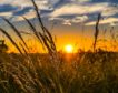 El bajo rendimiento del trigo en países del sur aumentará la inseguridad alimentaria