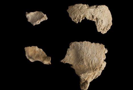 Hallan fósiles de un cráneo de neandertal de hace 60.000 años en un yacimiento catalán