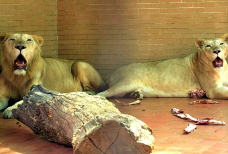 A subasta una docena de leones de un zoo de Pakistán para  ahorrar espacio