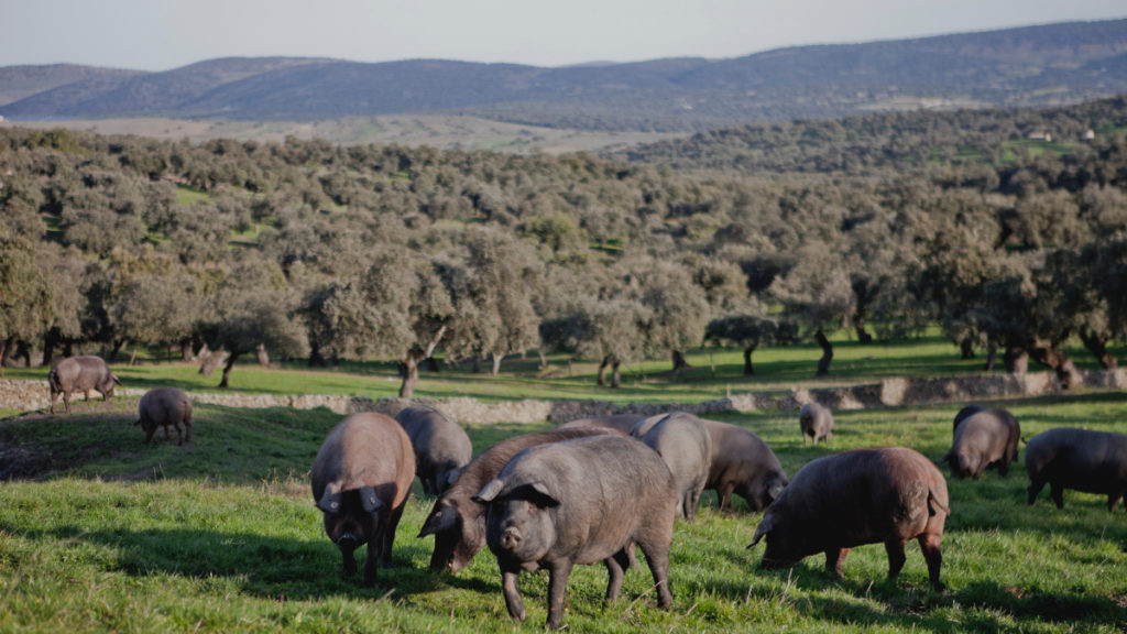 jamón ibérico beneficios salud nutricionales alimentación saludable cerdo carne