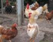 España toma medidas ante una gripe aviar de más riesgo: infecta en verano y a más especies