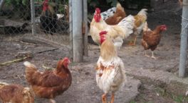 España toma medidas ante una gripe aviar de más riesgo: infecta en verano y a más especies