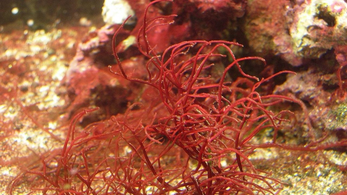 Como una abeja en el mar: el pequeño crustáceo que ‘poliniza’ las algas