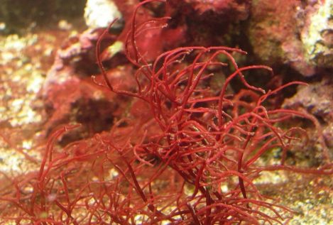 Como una abeja en el mar: el pequeño crustáceo que 'poliniza' las algas