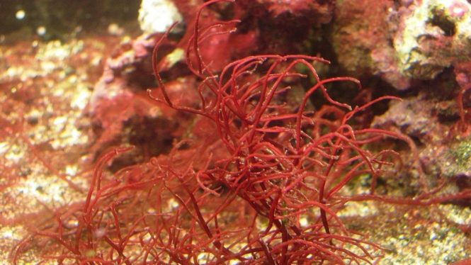Como una abeja en el mar: el pequeño crustáceo que 'poliniza' las algas