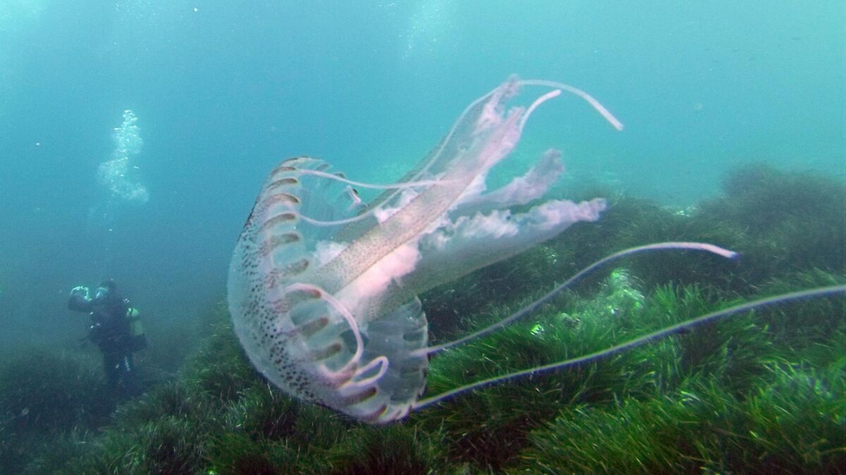 Descifran el genoma de la medusa ‘inmortal’, capaz de revertir su ciclo vital hasta el punto de evitar su muerte