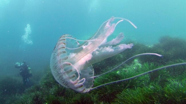 Descifran el genoma de la medusa 'inmortal', capaz de revertir su ciclo vital hasta el punto de evitar su muerte
