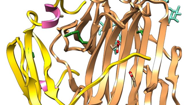 La molécula neprosina, una prometedora posibilidad para tratar la celiaquía