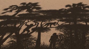 El antepasado más antiguo del hombre caminaba erguido hace siete millones de años