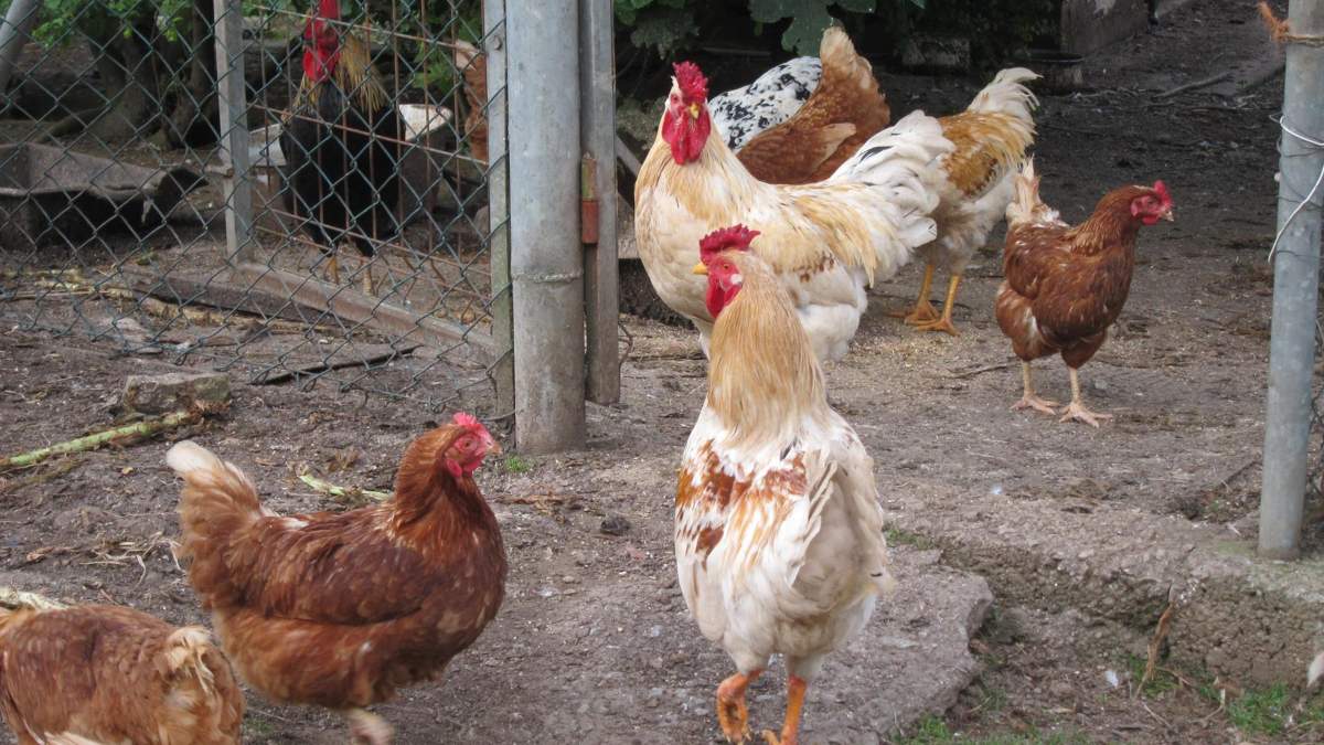 España toma medidas ante una gripe aviar de más riesgo: infecta en verano y a más especies