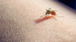 ¿Es posible engañar a los mosquitos para que no piquen? Esto dice la ciencia