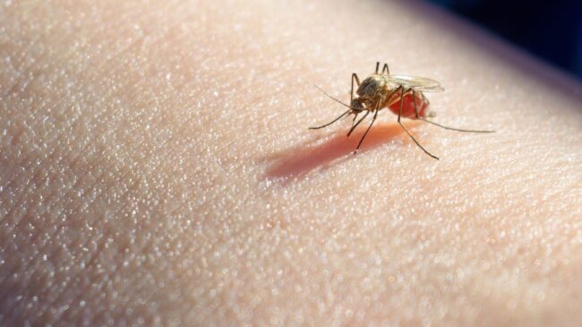 ¿Es posible engañar a los mosquitos para que no piquen? Esto dice la ciencia