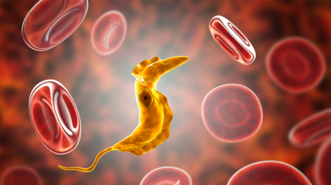 Mal de Chagas, la enfermedad olvidada que afecta a más de 50.000 personas en España