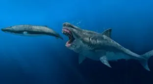 Un modelo 3D desvela que el megalodón podía devorar presas del tamaño de una orca entera
