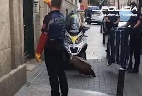 La Policía rescata un buitre desorientado y agotado en pleno centro de Madrid