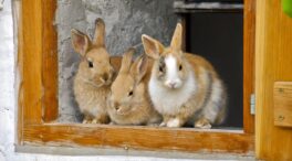 Unos conejos desentierran tres cadáveres de siglo XIX en un jardín neerlandés