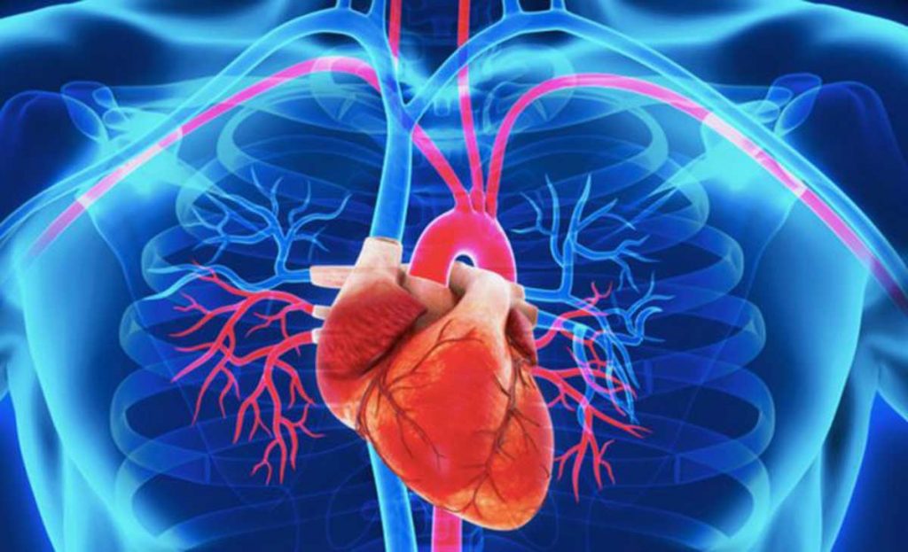 Investigadores españoles desvelan una posible estrategia para tratar algunas patologías cardíacas