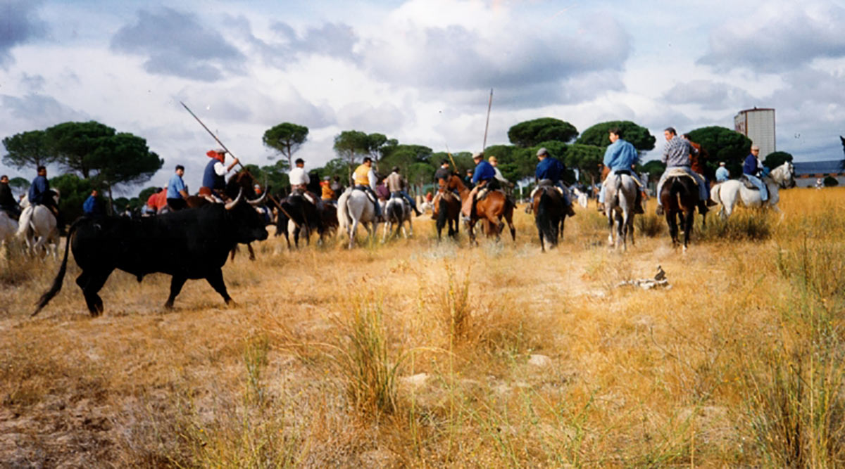Vuelve la polémica con el Toro de la Vega de Tordesillas: permitido clavar divisas al animal