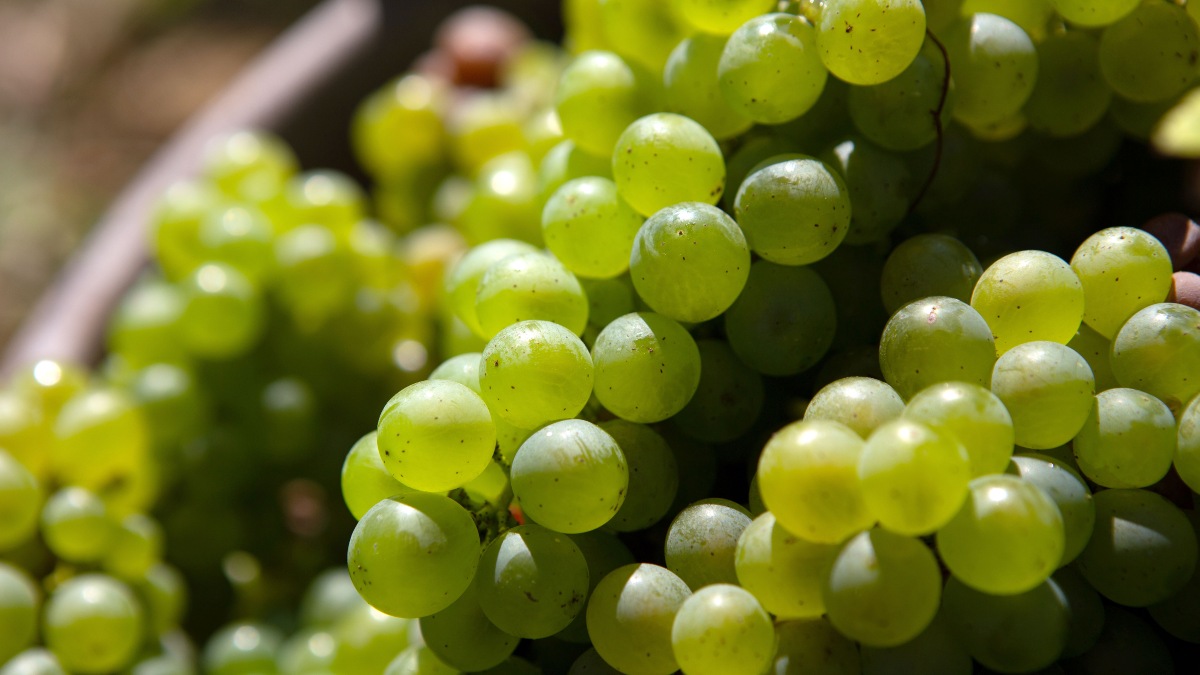 Cuatro vinos sauvignon blanc con buena acidez para sobrellevar los calores