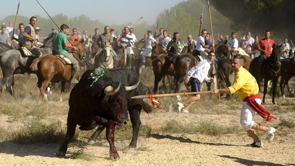 El Toro de la Vega se celebrará como un encierro: sin muerte ni arponcillos