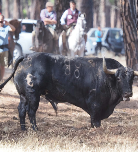 El Toro de la Vega, en imágenes