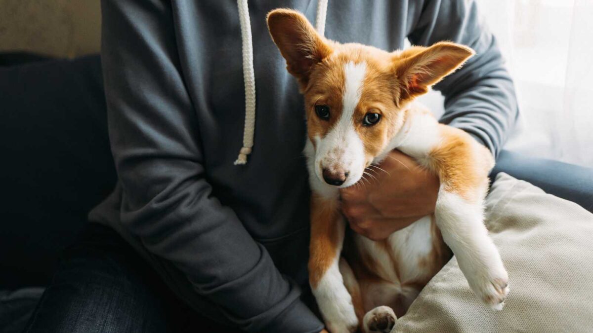 Una denuncia por maltrato animal será suficiente para denegar la custodia de los hijos