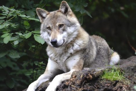 La distribución del lobo en España sigue siendo una sombra de lo que fue en el siglo XIX