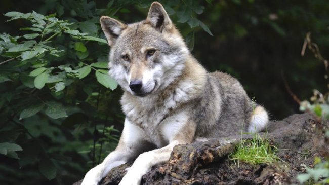 El PP alerta sobre el crecimiento de las manadas de lobos en Castilla y León