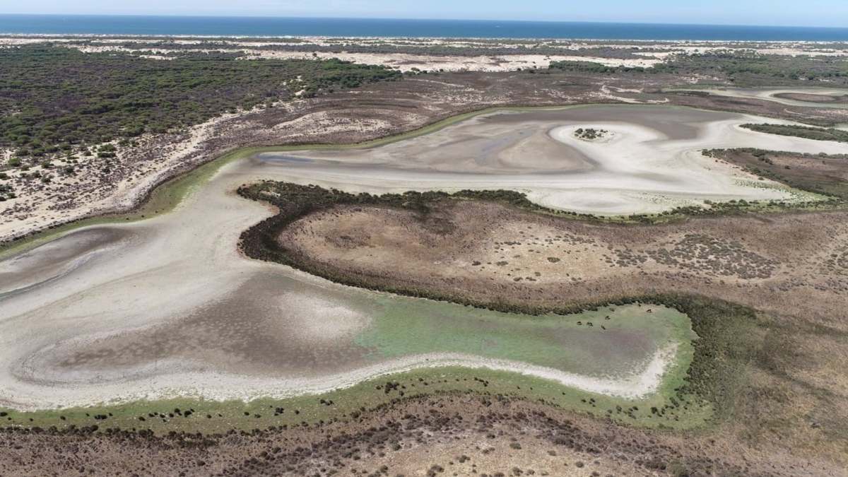 La última laguna de Doñana se seca