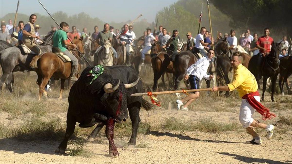 La Justicia de Castilla y León suspende el Toro de la Vega pese a la oposición de la Fiscalía
