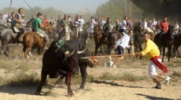 La Justicia de Castilla y León suspende el Toro de la Vega pese a la oposición de la Fiscalía