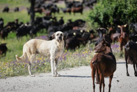 Los ganaderos denuncian que la nueva ley de bienestar animal pone en riesgo al perro pastor