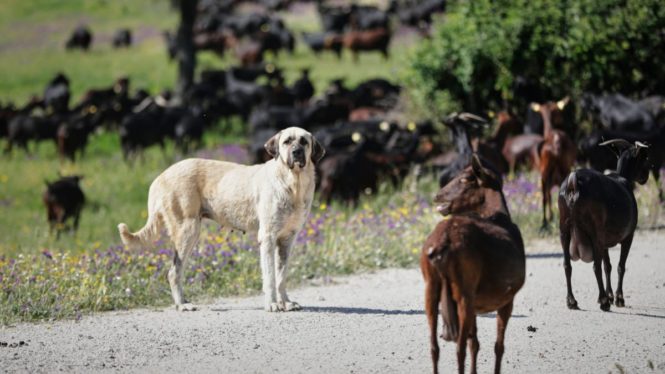 Los ganaderos denuncian que la nueva ley de bienestar animal pone en riesgo al perro pastor