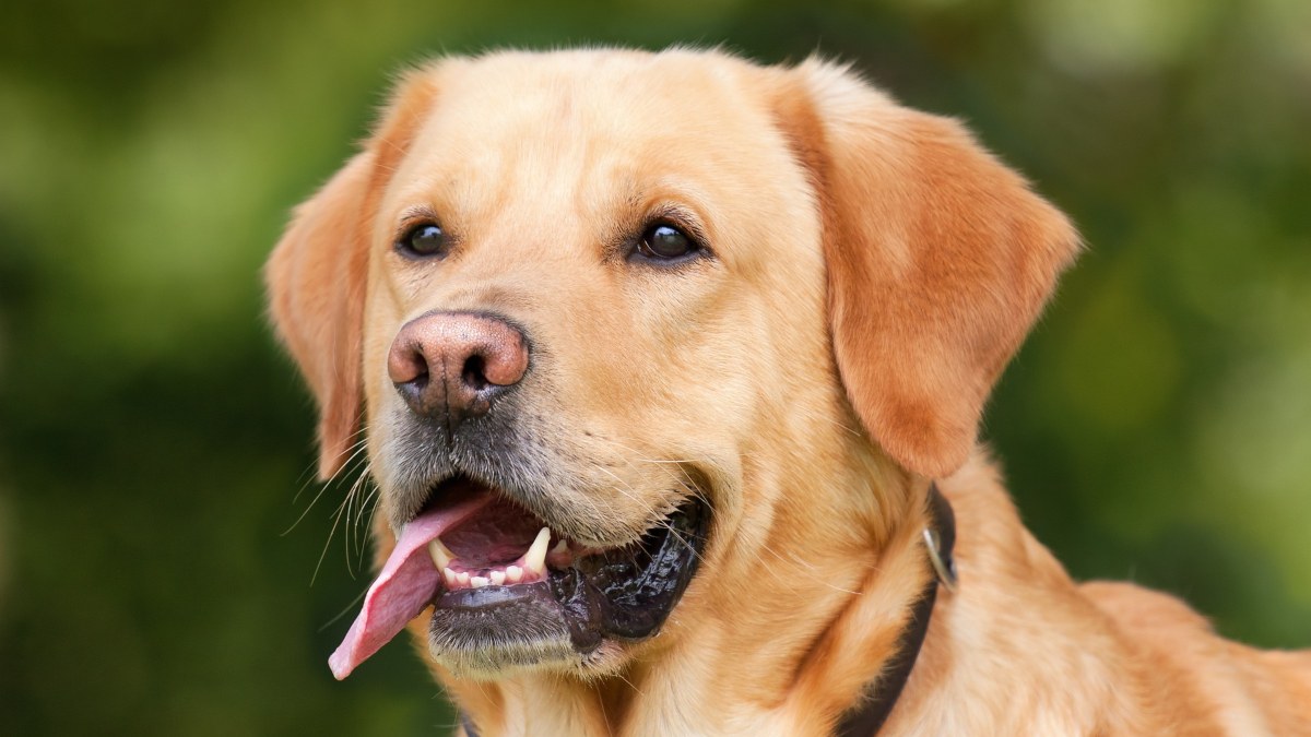 Los labradores son una de las razas que podrán viajar en AVE.