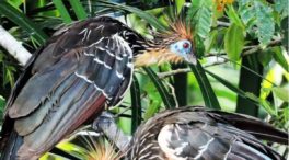 Hoatzin: el ave más extraña del mundo a la que le huele mal el aliento