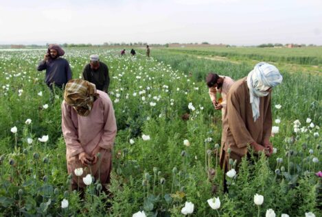 Narcoyihadismo parte I: Afganistán y el opio