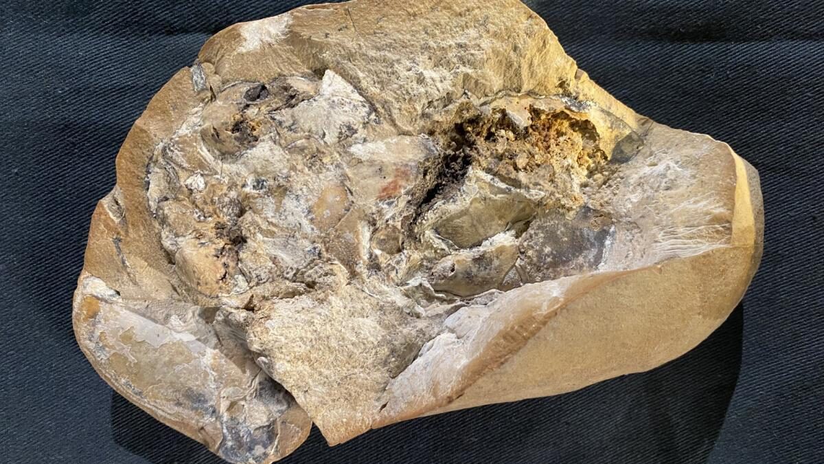 Hallan en Australia el corazón fósil más antiguo: vivió hace 380 millones de años