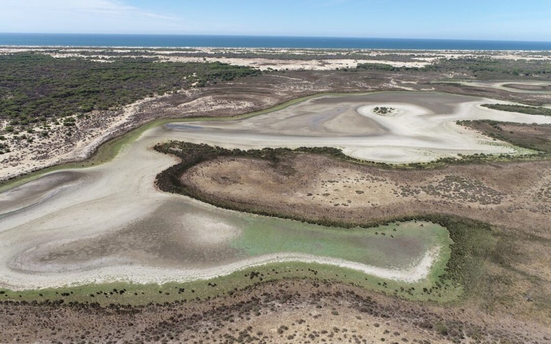 La laguna permanente más grande de Doñana se seca por completo por tercera vez desde que se tienen registros