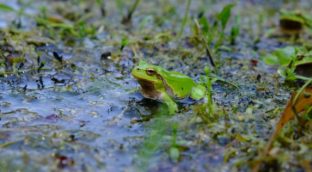 ¿Por qué las ranas de Chernóbil han sufrido menos radiación que el resto de seres vivos?