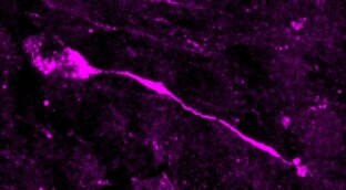 Los humanos modernos generan más neuronas que los neandertales por un cambio genómico