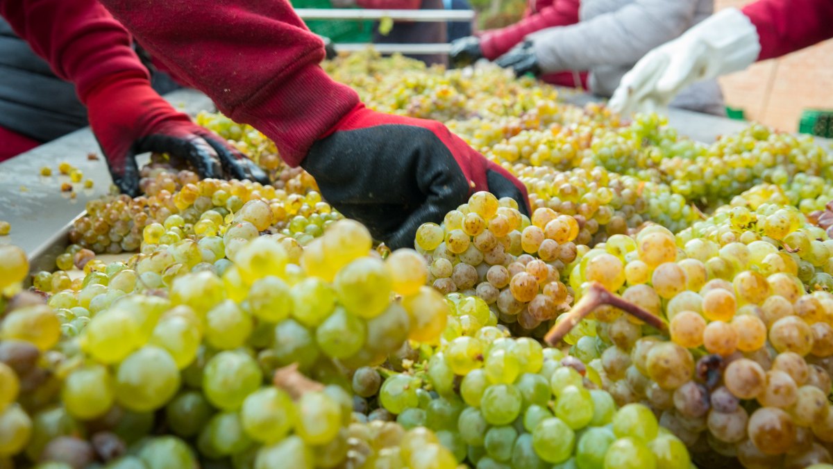 Vinos de albillo mayor, los blancos de la Ribera del Duero