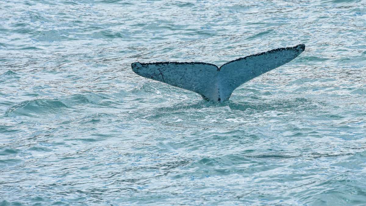Mueren cinco personas tras chocar su barco contra una ballena