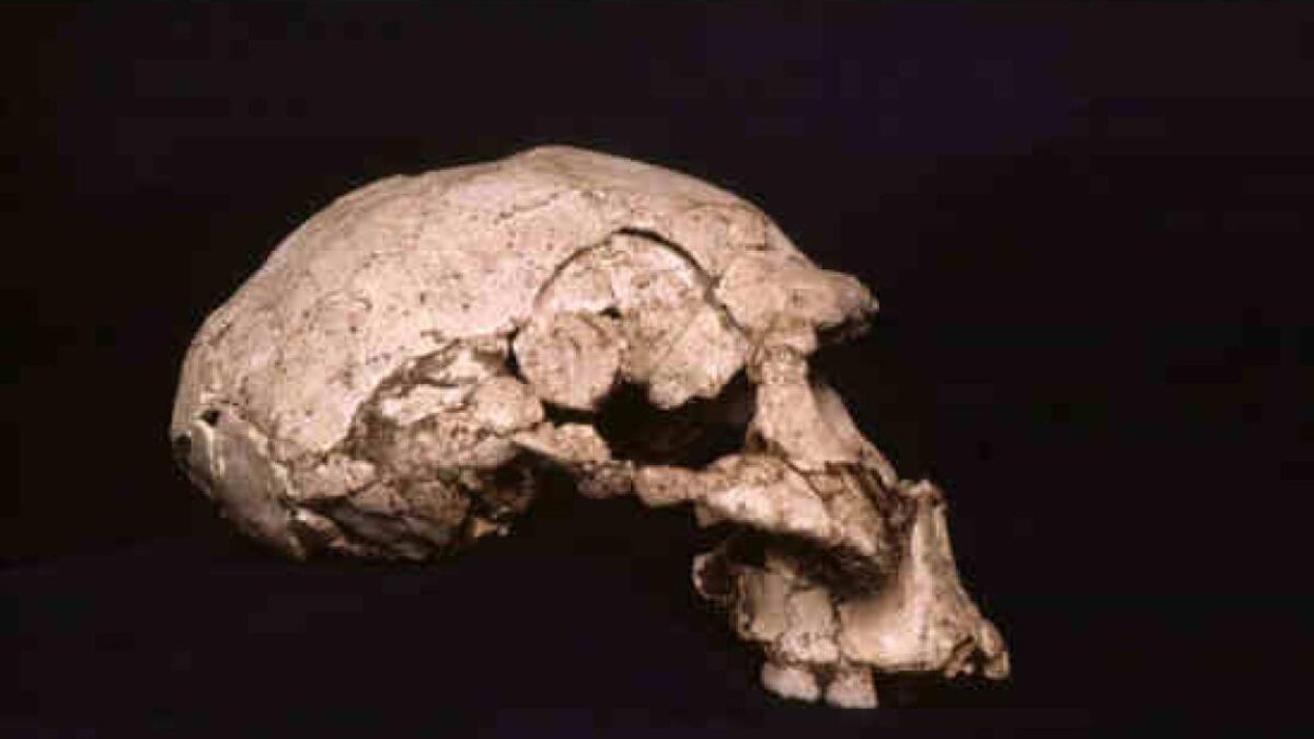 Descubierto en China un cráneo de homo erectus de hace un millón de años