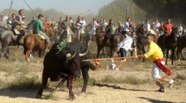 El Toro de la Vega se celebrará como un encierro: sin muerte ni arponcillos
