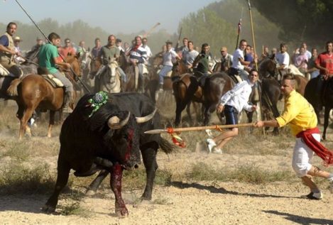 El Toro de la Vega se celebrará como un encierro: sin muerte ni arponcillos