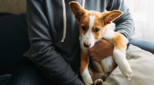 Una denuncia por maltrato animal será suficiente para denegar la custodia de los hijos