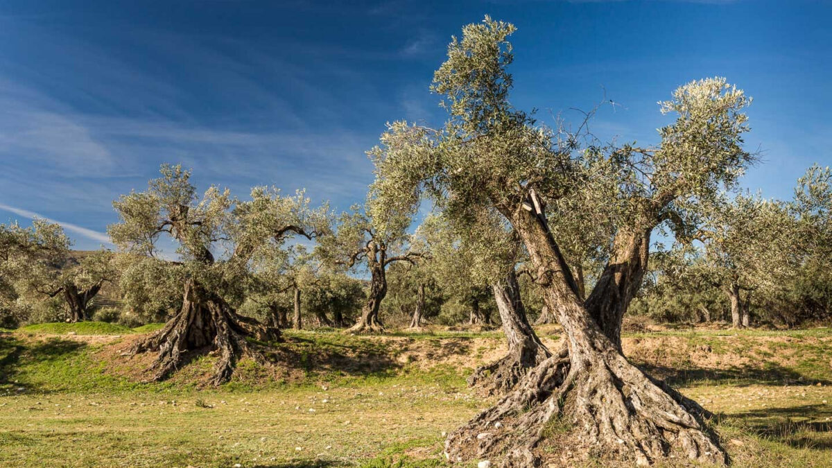 30 millones de árboles para compensar el medio millón de olivos arrancados en Andalucía