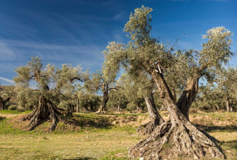 30 millones de árboles para compensar el medio millón de olivos arrancados en Andalucía